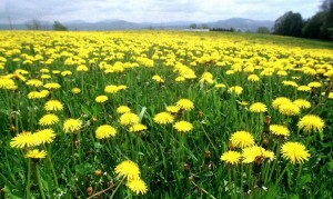 DANDELIONS like real estate calgary